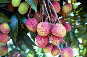 Lychee - Haak Yip