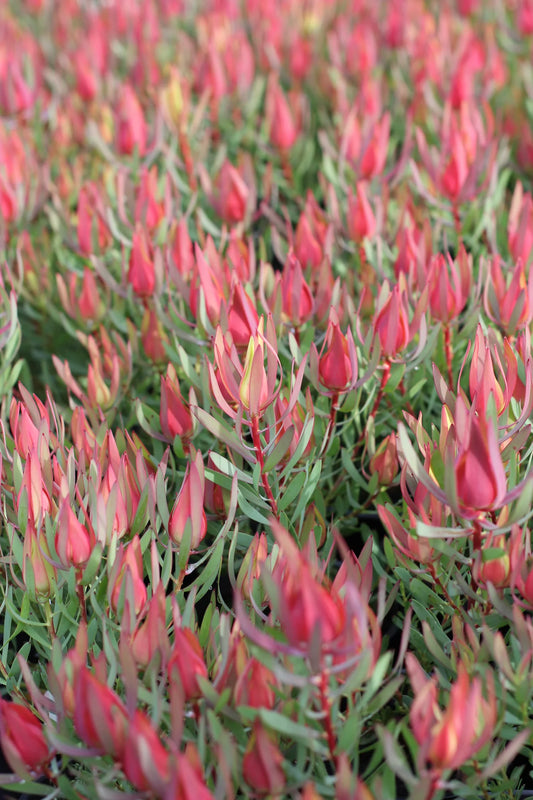 Leucadendron - Harlequin