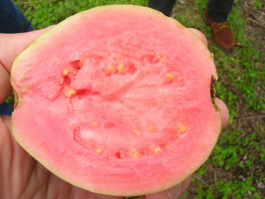 Guava Hawaiian - Supreme