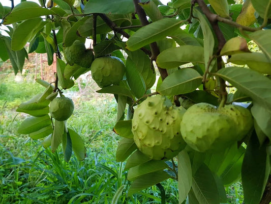 Custard Apple - Hilary White