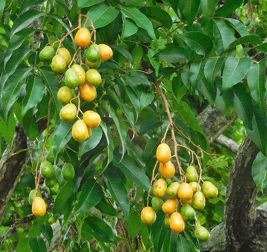 Ambarella - Hog Plum