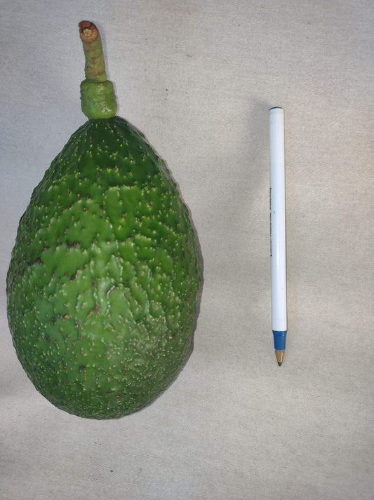 Allsop Avocado (A type) 2L