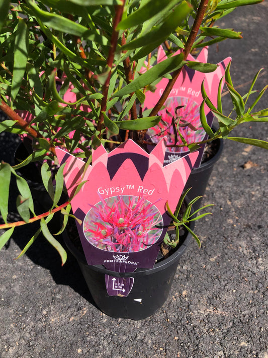 Leucadendron - Gypsy Red