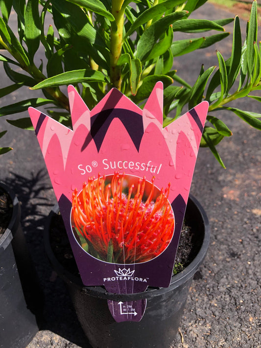 Leucospermum - So Succesful