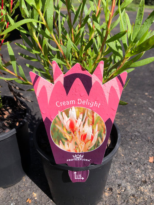 Leucadendron - Cream Delight