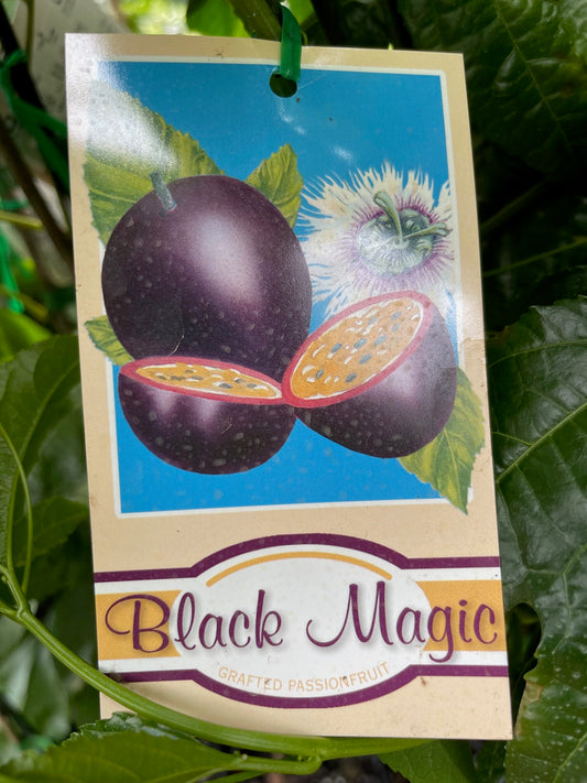 Passion fruit - Black Magic grafted