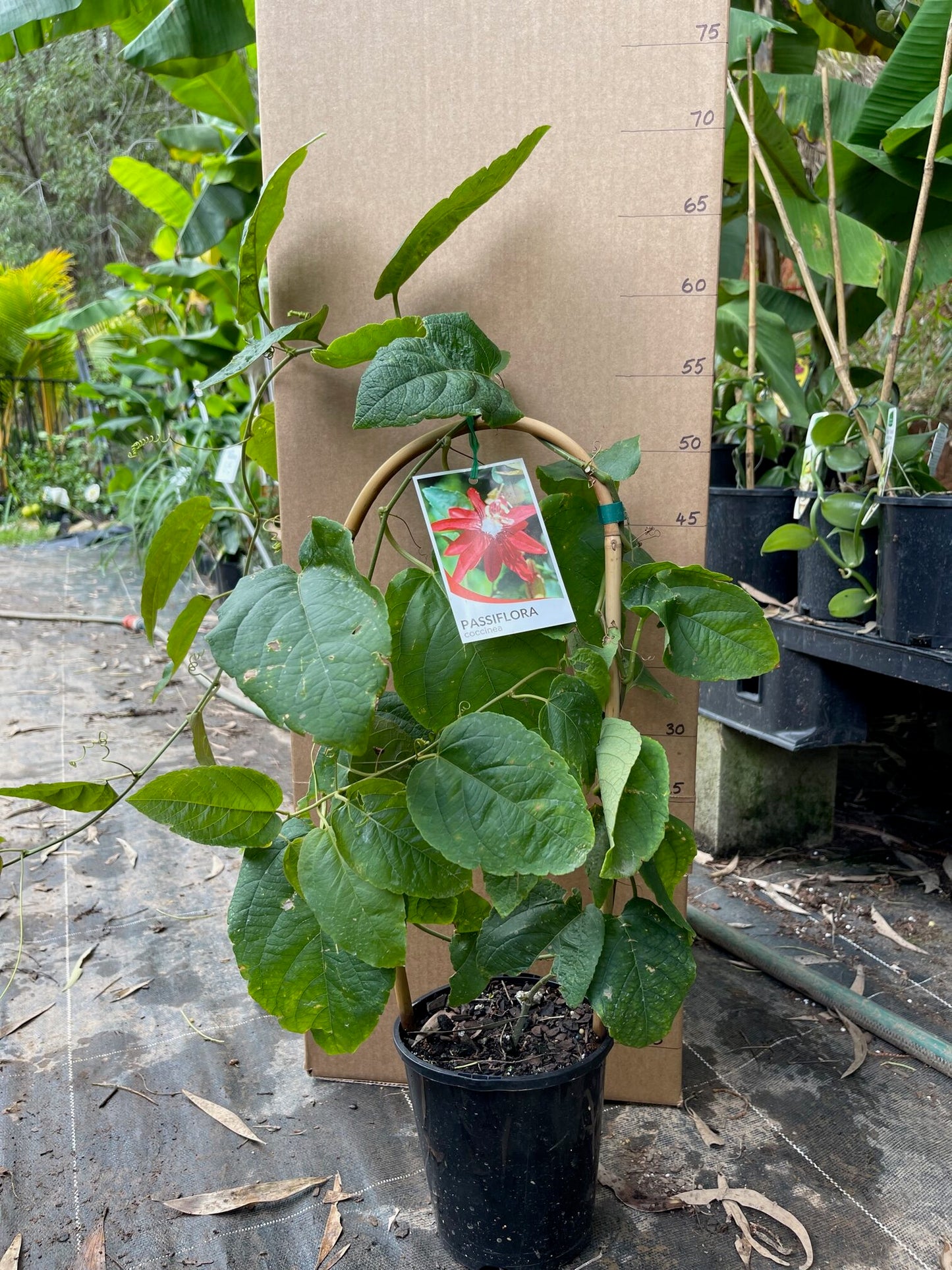 Passion fruit - Red Flower