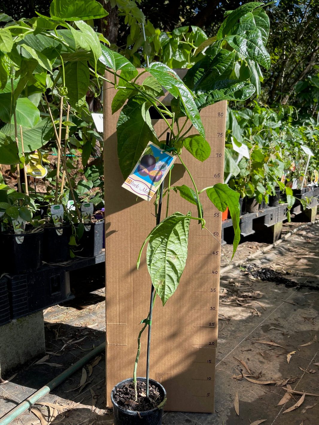 Buy Passion Fruit Plants Delivered to your door! Ross Creek Tropicals