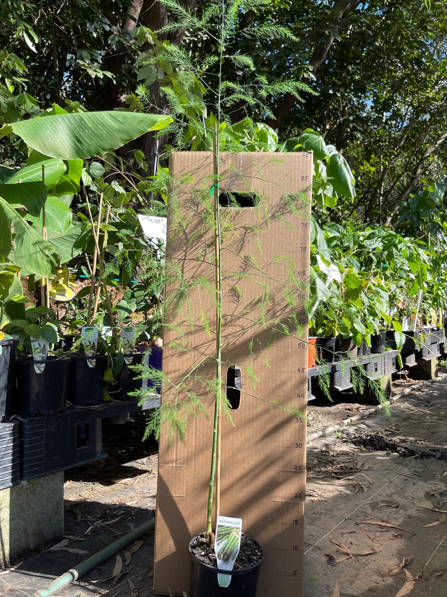 Asparagus - UC 157