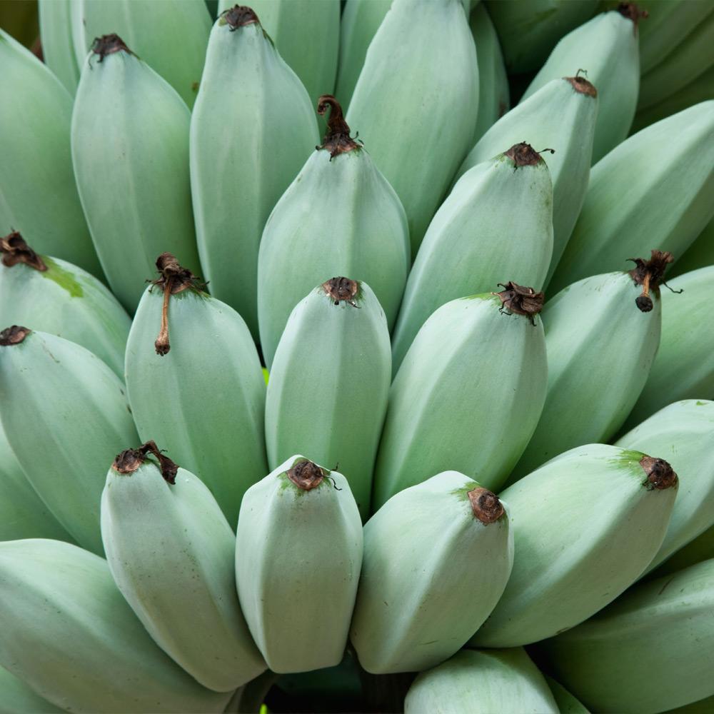 Banana Blue Java 90mm (QLD ONLY)