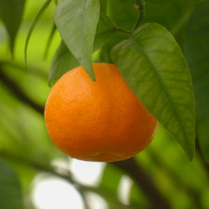 Mandarin Dwarf Imperial (Qld only)