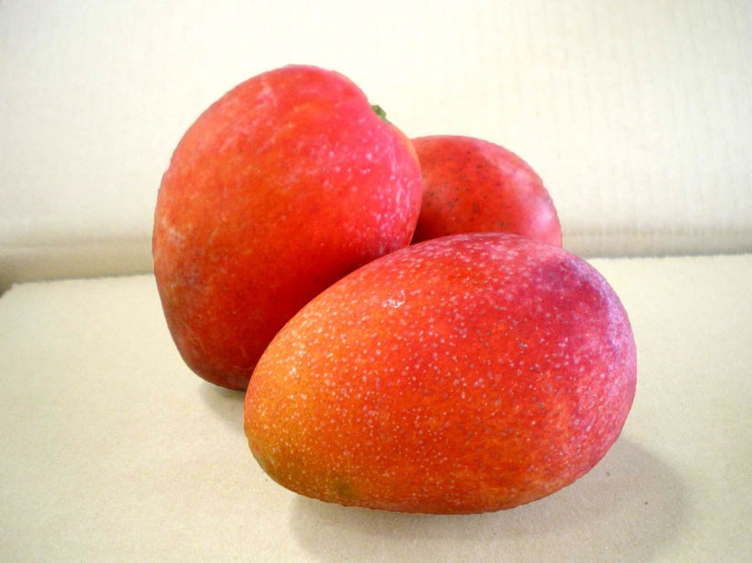 Mango - Irwin Dwarf – Ross Creek Tropicals