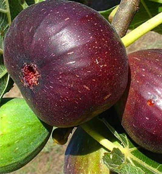 Fig - Ivans Brown