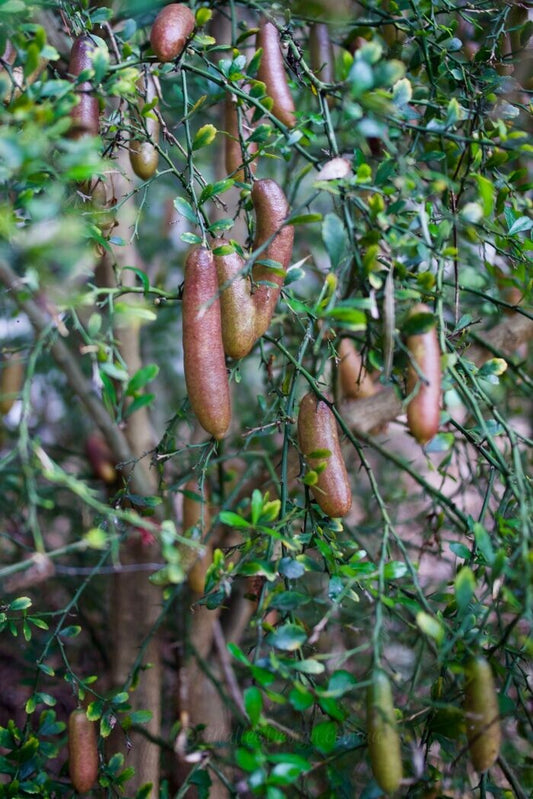 Finger lime Jali Red Grafted (Qld only)