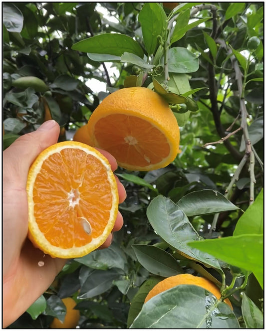 Orange - Joppa Sweet (Qld only)
