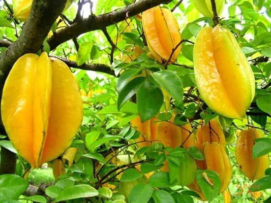 Star fruit - Kary 6l