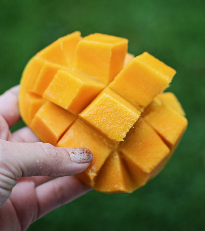 Mango Kensington Pride 5l Ross Creek Tropicals