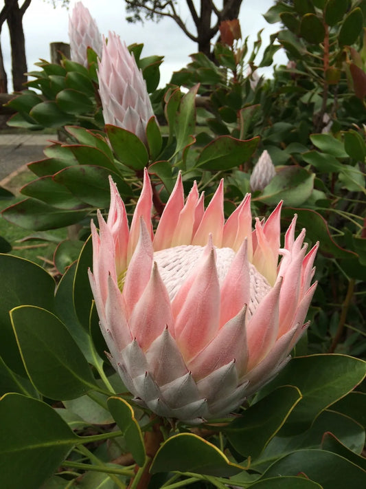 Protea - King Pink