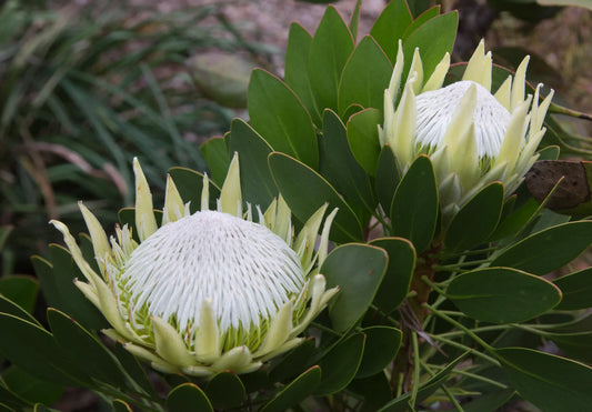 Protea - King White
