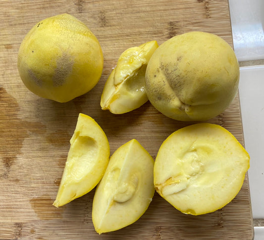 White Sapote - Lemon Gold Grafted