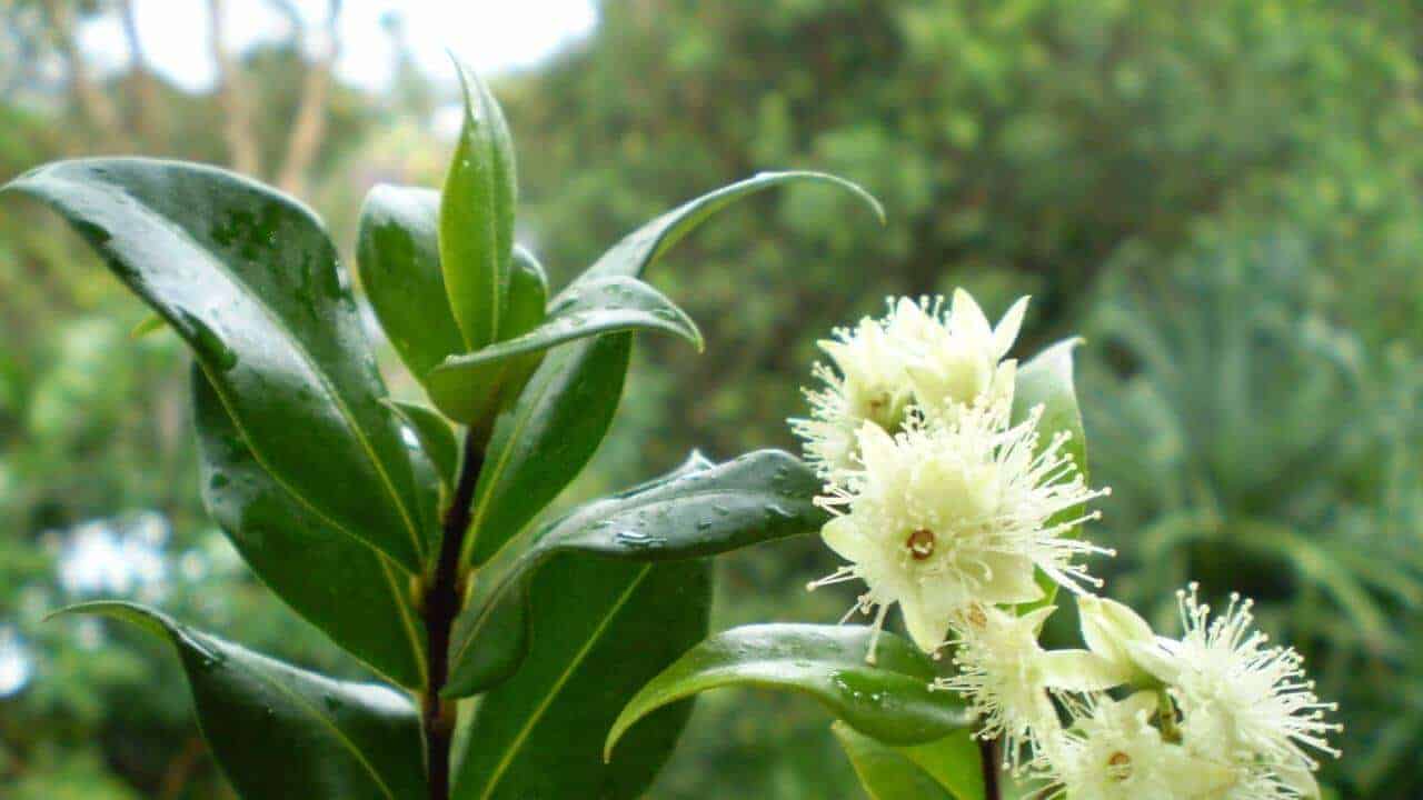 Lemon Myrtle