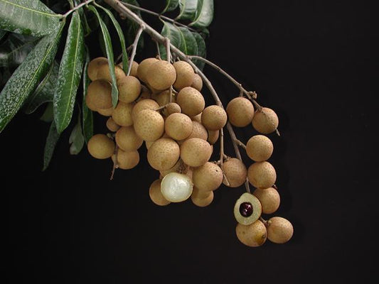 Longan - Kohala