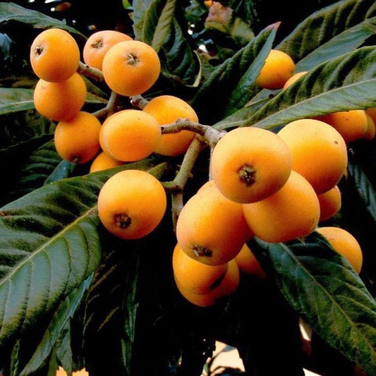 Loquat Sf Buy Loquat Fruit trees - Delivered to your door! – Ross Creek Tropicals