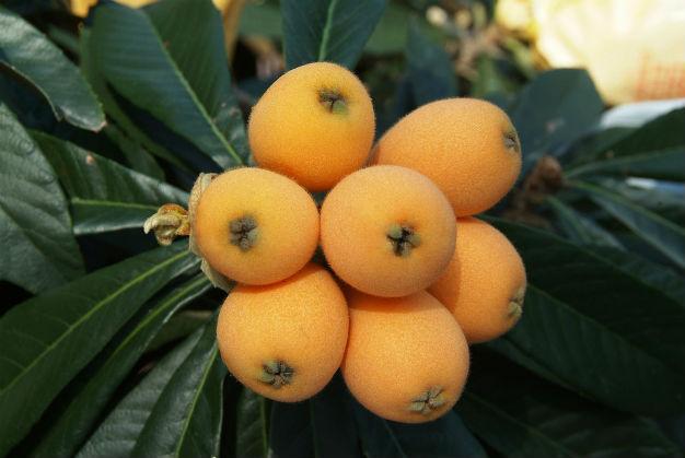 Loquat Bessel Brown