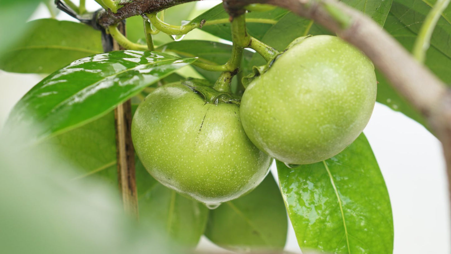 Black Sapote Maher