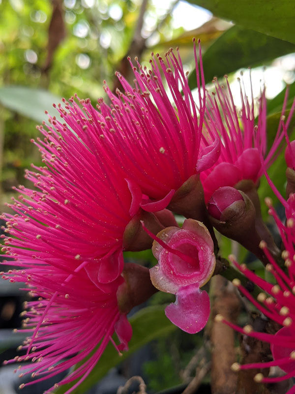 Malay Apple