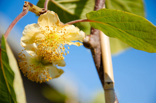 Kiwi Fruit - Male