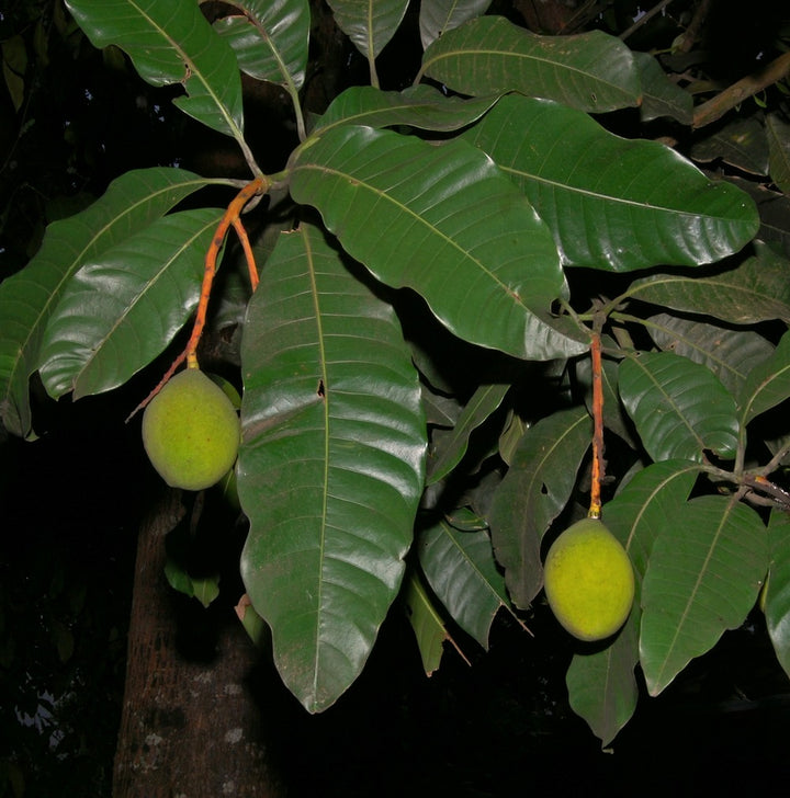Buy Grafted Mango Trees online - Delivered to your door! – Ross Creek ...