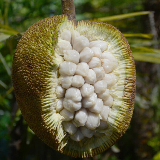 Marang