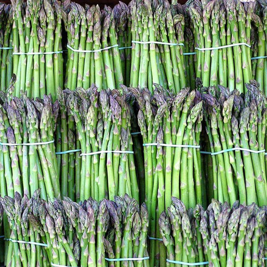 Asparagus - Mary Washington