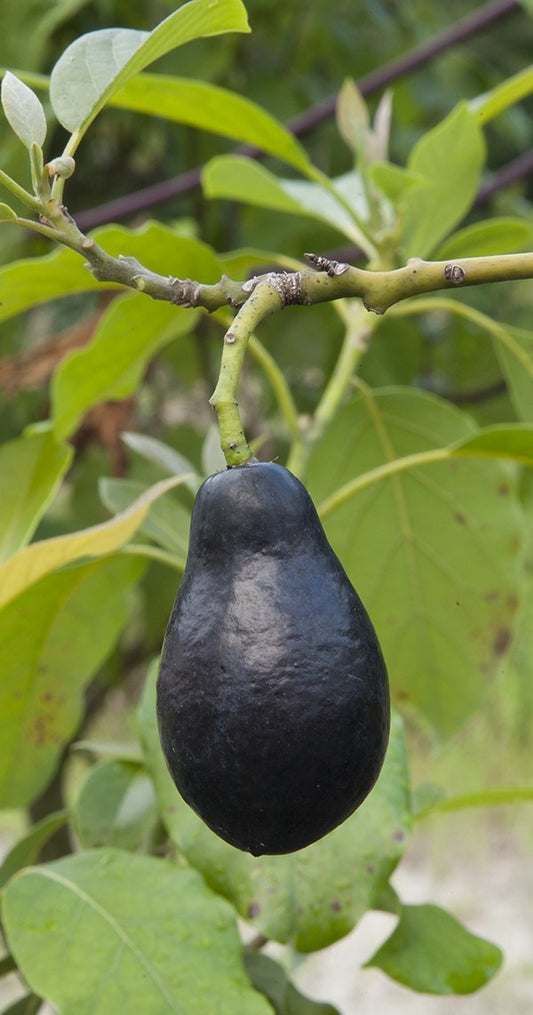 Avocado Mexicola (A Type) 2l