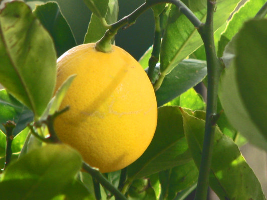 Lemon Meyer (Qld only)