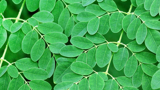 Moringa - Horseradish tree