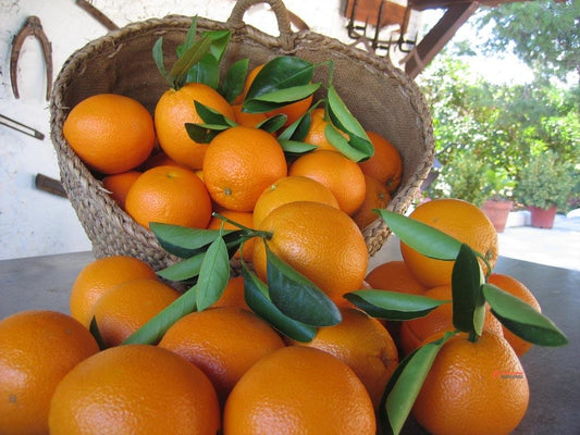 Dwarf - Navelina Orange (Qld only)