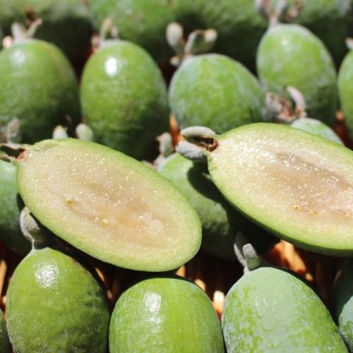 Feijoa Nazematze 5l