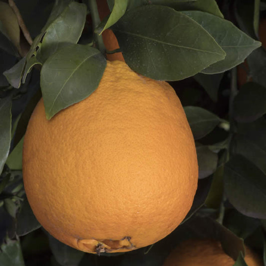 DWARF Orange - Newhall Navel (Qld only)