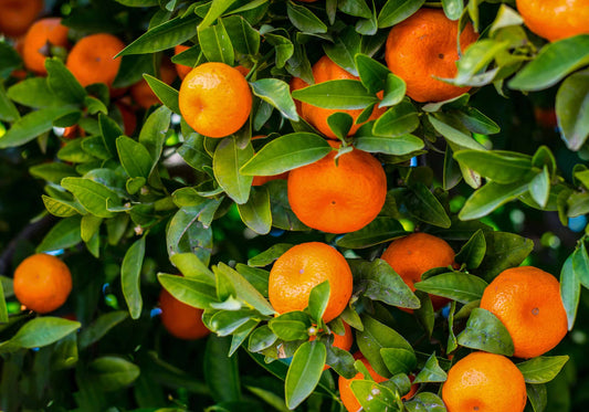 Mandarin - Okitsu Wase - Satsuma (QLD ONLY)