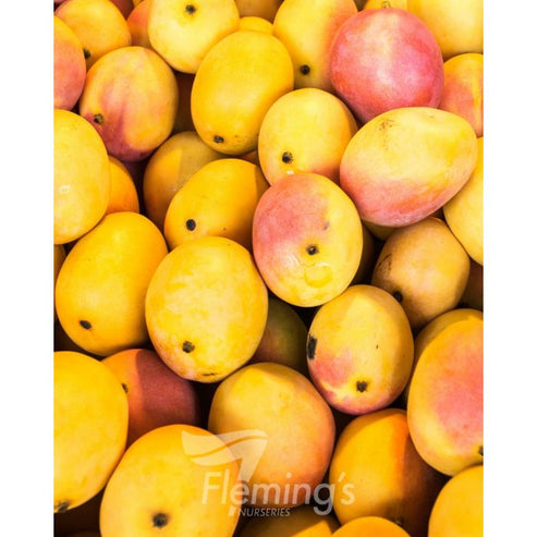 Dwarf Mango - Ono 5L – Ross Creek Tropicals