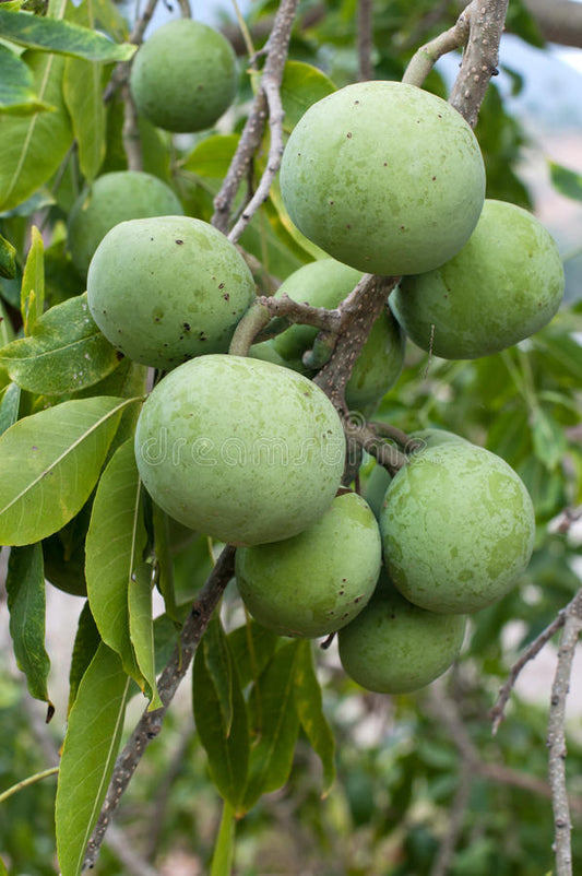 White Sapote - Ortega Grafted