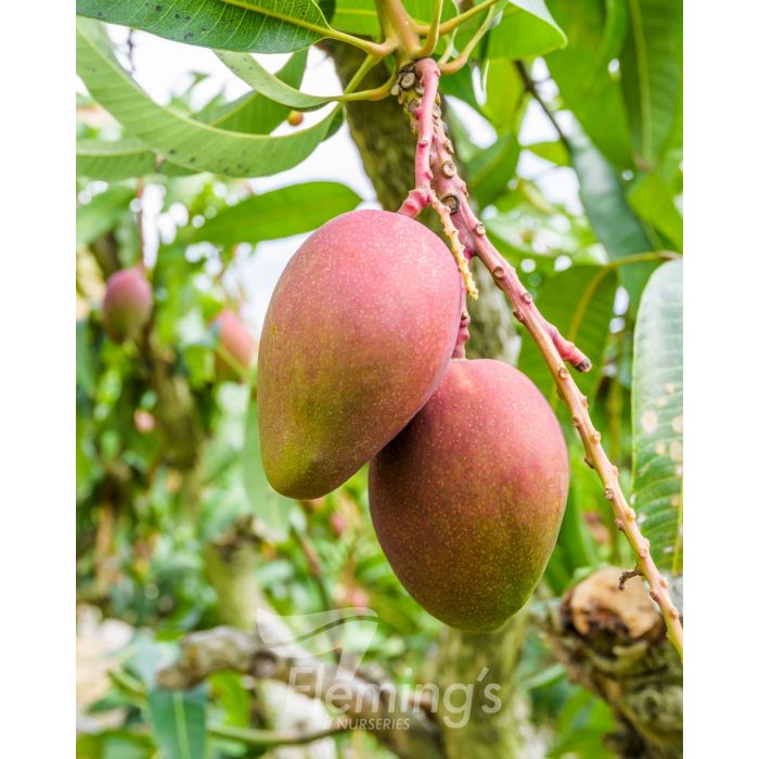 Buy Grafted Mango Trees online - Delivered to your door! – Ross Creek ...