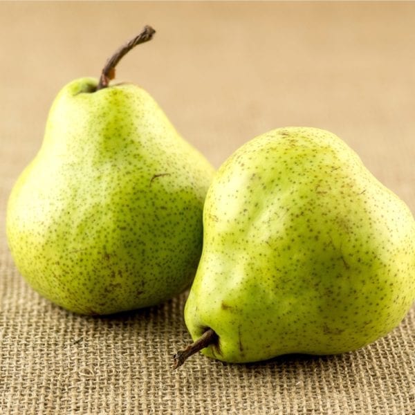 Pear Pakham Pear- Packham Low Chill Selection – Ross Creek Tropicals
