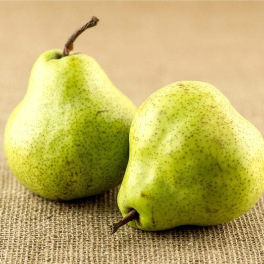 Pear- Packham Low Chill Selection