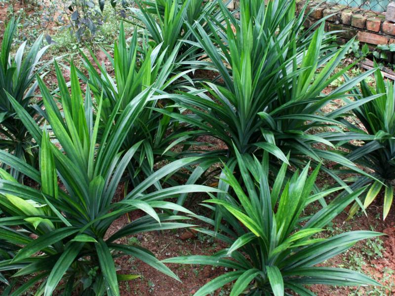 Pandan- Edible Pandanus