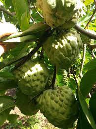 Custard Apple - Paxton prolific