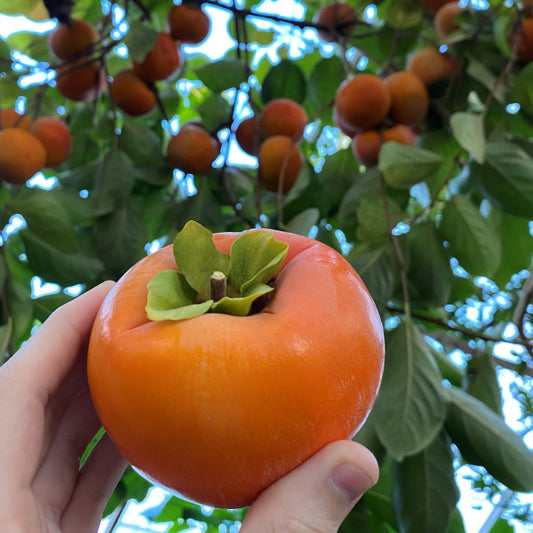 Dwarf Persimmon Fuyugaki - non astringent