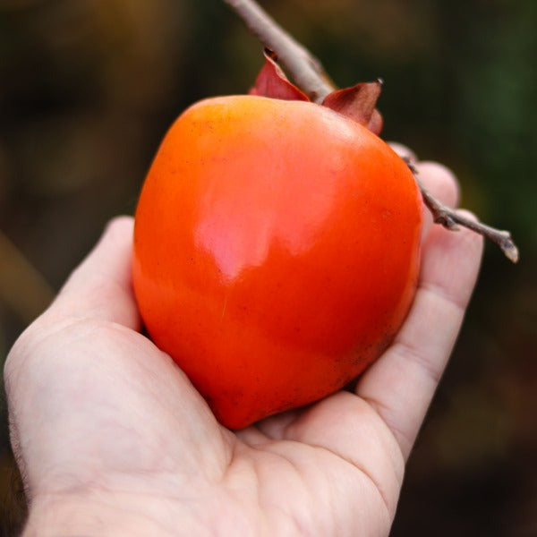 Dwarf Persimmon - Wright’s Favourite - astringent